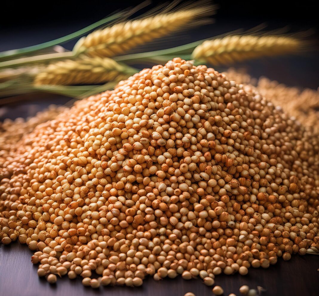 Sorghum